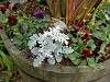 zoorasia_0228_mini.jpg