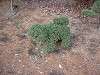 zoorasia_0287_mini.jpg