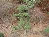 zoorasia_0288_mini.jpg
