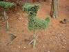 zoorasia_0291_mini.jpg