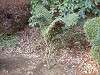 zoorasia_0295_mini.jpg