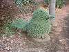 zoorasia_0296_mini.jpg