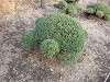 zoorasia_0300_mini.jpg