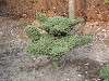 zoorasia_0301_mini.jpg