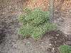 zoorasia_0302_mini.jpg