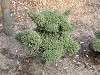 zoorasia_0303_mini.jpg