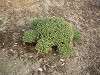 zoorasia_0304_mini.jpg