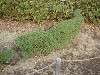 zoorasia_0306_mini.jpg