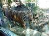 zoorasia_0393_mini.jpg