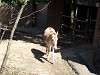 zoorasia_0991_mini.jpg