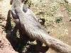 zoorasia_1118_mini.jpg