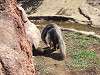 zoorasia_1121_mini.jpg