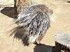 zoorasia_1159_mini.jpg