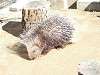 zoorasia_1160_mini.jpg