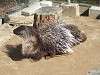 zoorasia_1161_mini.jpg