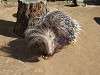 zoorasia_1163_mini.jpg