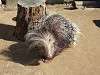 zoorasia_1164_mini.jpg
