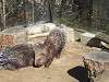 zoorasia_1169_mini.jpg