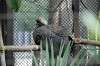 zoorasia_1236_mini.jpg