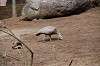 zoorasia_1518_mini.jpg
