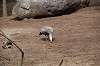 zoorasia_1519_mini.jpg