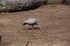 zoorasia_1522_mini.jpg