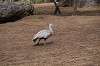 zoorasia_1523_mini.jpg
