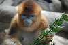 zoorasia_1572_mini.jpg