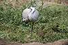 zoorasia_1587_mini.jpg