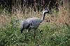 zoorasia_1601_mini.jpg