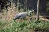 zoorasia_1603_mini.jpg