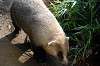 zoorasia_2073_mini.jpg