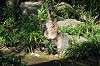 zoorasia_2074_mini.jpg