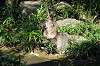 zoorasia_2075_mini.jpg
