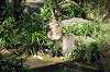 zoorasia_2076_mini.jpg