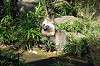 zoorasia_2079_mini.jpg