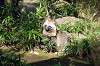 zoorasia_2080_mini.jpg