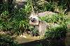 zoorasia_2082_mini.jpg