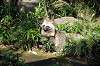 zoorasia_2083_mini.jpg