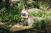 zoorasia_2084_mini.jpg