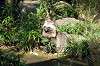 zoorasia_2085_mini.jpg