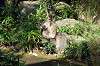 zoorasia_2092_mini.jpg