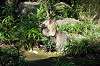 zoorasia_2094_mini.jpg