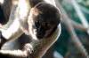 zoorasia_2106_mini.jpg