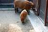 zoorasia_2167_mini.jpg