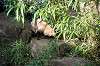 zoorasia_2205_mini.jpg