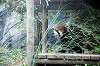 zoorasia_2230_mini.jpg