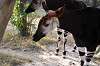 zoorasia_2316_mini.jpg