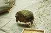 zoorasia_2409_mini.jpg