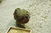 zoorasia_2410_mini.jpg